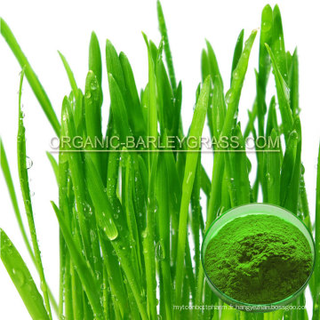 Poudre organique d&#39;herbe d&#39;orge de l&#39;USDA